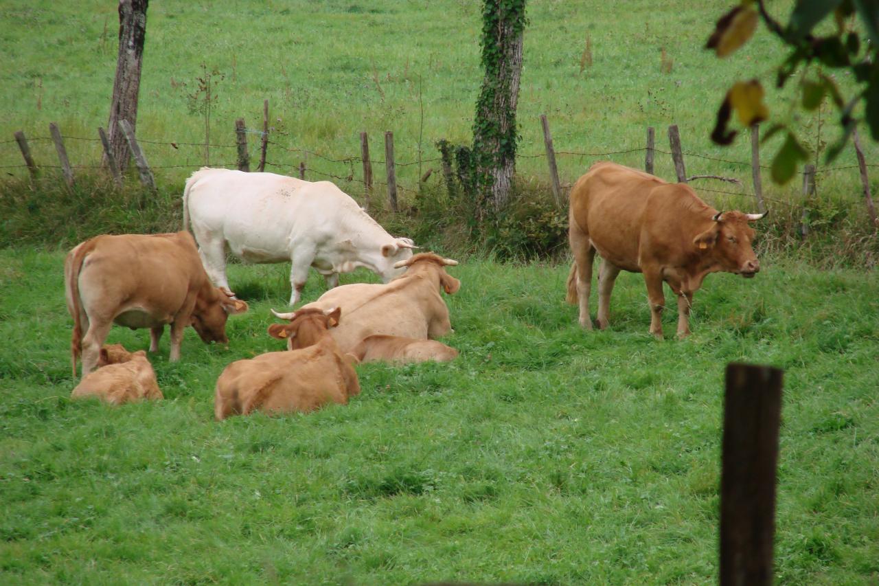 animaux  de la ferme